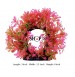 Hygrophlya Pink Gateway Small